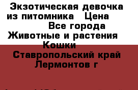 Экзотическая девочка из питомника › Цена ­ 25 000 - Все города Животные и растения » Кошки   . Ставропольский край,Лермонтов г.